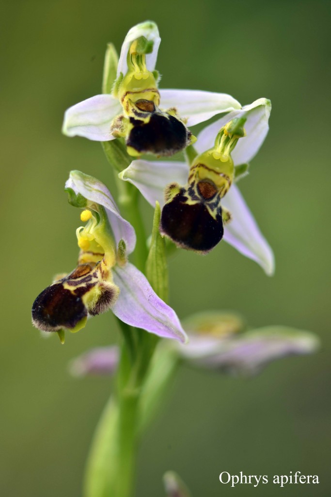 Ophrys apifera copia