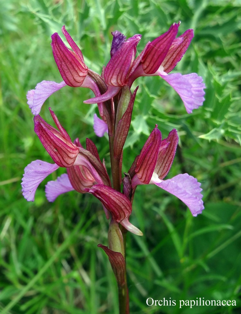 Orchis papilionacea (3) copia