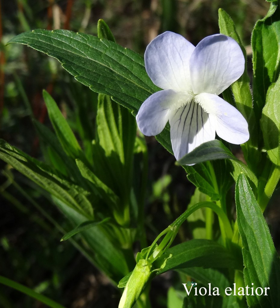 Viola elatior sito