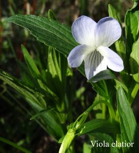 Viola elatior Foto Viola elatior